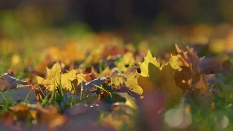 Fallen yellow and red leaves on the grass. Autumn leaves sway in the wind 스톡 동영상 232776852