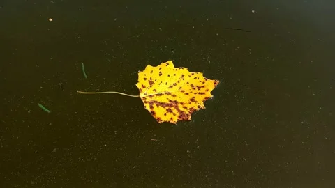 Fallen yellow aspen leaf floating on surface of muddy river water Stock Footage 282921544