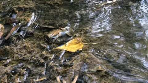 Fallen yellow autumn leaf floats in shallow clear water, seasonal nature 스톡 동영상 342496815
