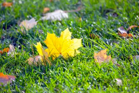 Fallen yellow autumn tree leaf on green grass Stock Photos