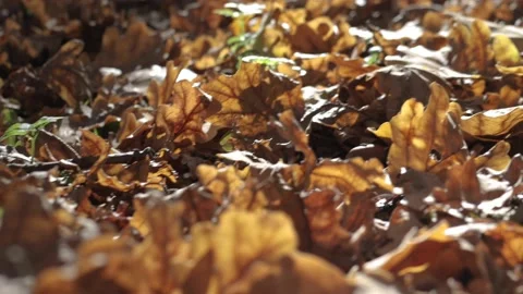 Fallen yellow foliage on the path in the forest Stock Footage 163372995