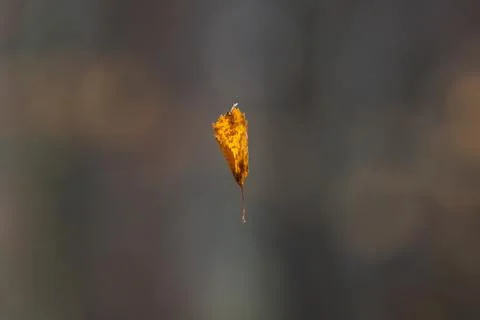 Fallen yellow leaf hangs on a cobweb over blurred forest background Stock Photos