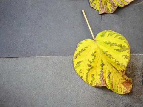 Fallen yellow leaf on a stone slab in the street Stock Photos