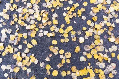 Fallen yellow leaves background Stock Photos
