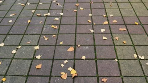 Fallen yellow leaves on an empty texture pavement Foto stock