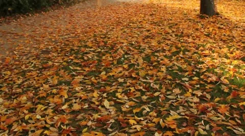 Fallen yellow leaves Video stock 12377410