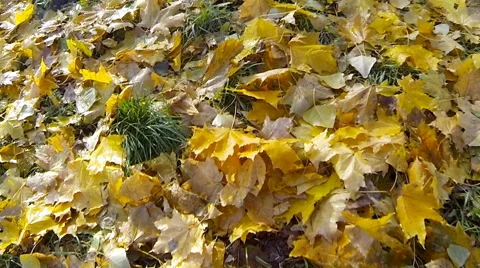 Fallen yellow leaves Stock Footage 61874344