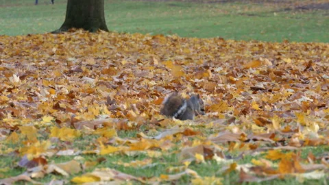 Fallen yellow leaves on green grass. Stock Footage 85595033