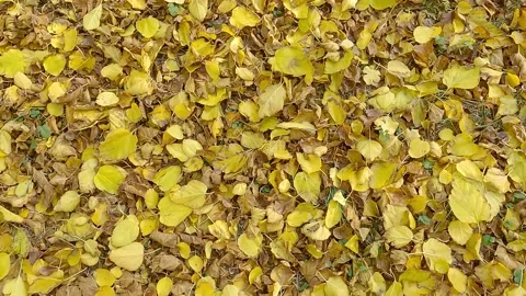 Fallen yellow leaves on the ground 스톡 동영상 164625184