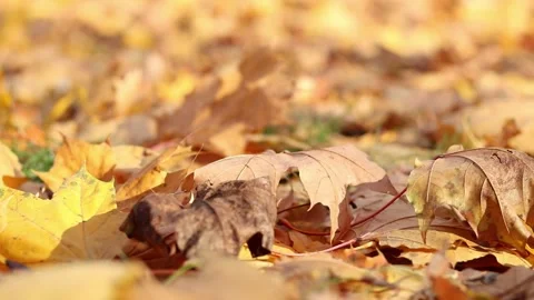 Fallen yellow leaves on the ground Stock Footage 296194470