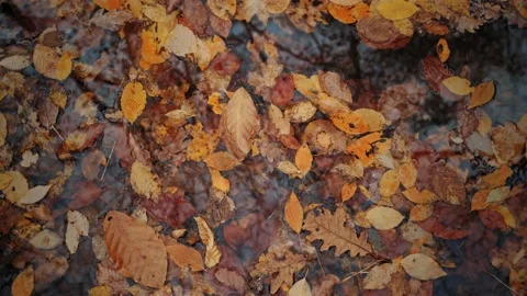 Fallen yellow leaves lie in a puddle. Stock Footage 166028649