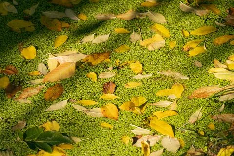 Fallen yellow leaves on the surface of a pond covered with green duckweed. Au Stock Photos