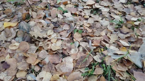 Fallen yellow leaves trees lie on ground. Autumn time. Stock Footage 143484019