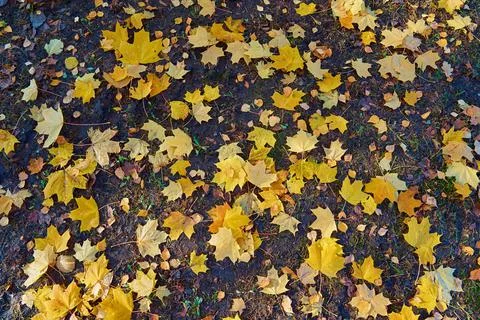 Fallen yellow maple foliage Stock Photos
