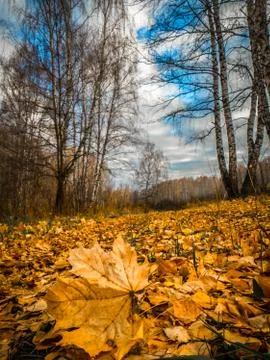 Fallen yellow maple leaf among birch leaves in a birch grove Stock Photos