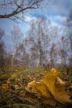 Fallen yellow maple leaf among birch leaves in a birch grove Stock Photos