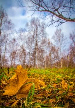 Fallen yellow maple leaf among birch leaves in a birch grove Stock Photos
