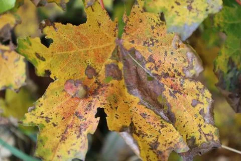 Fallen yellow maple leaf on autumn ground Stock Photos