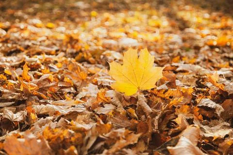 Fallen yellow maple leaf on the background of fallen leaves Stock Photos