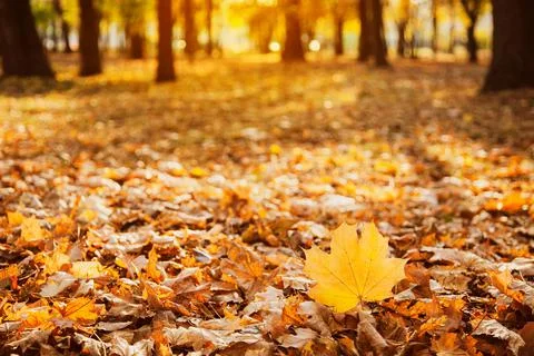 Fallen yellow maple leaf on the background of fallen leaves Foto stock
