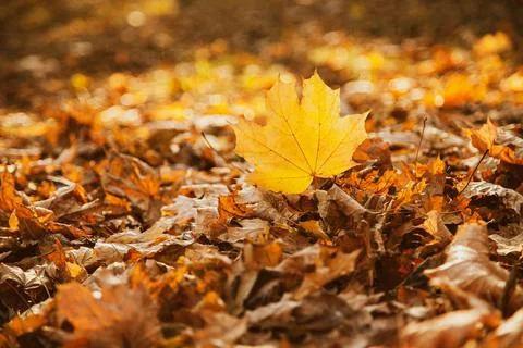 Fallen yellow maple leaf on the background of fallen leaves Foto stock