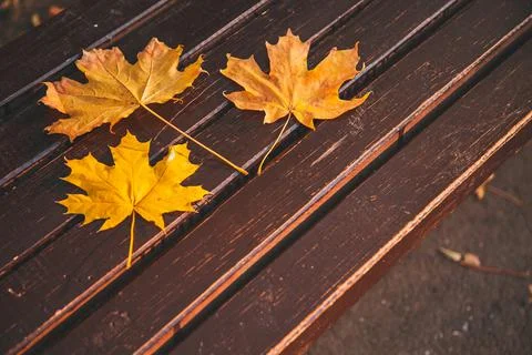 Fallen yellow maple leaf on a brown wooden bench in the city park Foto stock