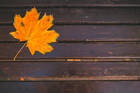 Fallen yellow maple leaf on a brown wooden bench in the city park Foto stock