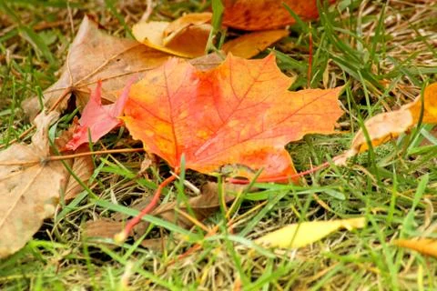 Fallen yellow maple leaf on the grass. Stock Photos