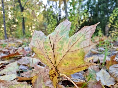 Fallen Yellow Maple Leaf On The Ground Stock Photos