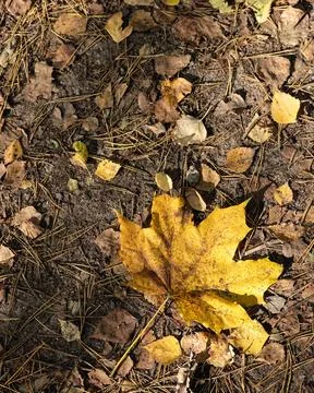 Fallen yellow maple leaf on ground with dry birch leaves Stock Photos