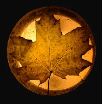 Fallen yellow maple leaf illuminated through Stock Photos