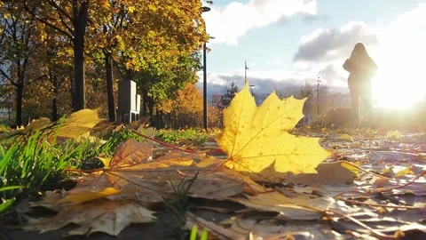 Fallen yellow maple leaf in the setting sunlight. Stock Footage 221852448
