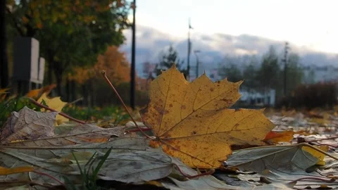 Fallen yellow maple leaf in the setting sunlight. Stock Footage 221852508