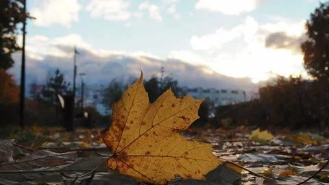 Fallen yellow maple leaf in the setting sunlight. Stock Footage 221852785