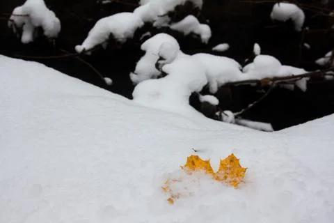 Fallen yellow maple leaf on a snowy bank of a forest stream Stock Photos