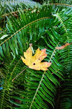 Fallen yellow Maple leaf on sword fern plant, Vancouver Island, BC Stock Photos