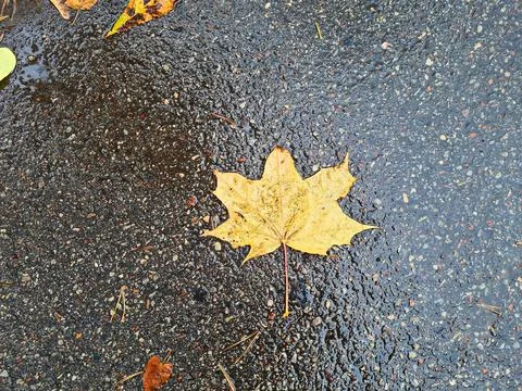 Fallen yellow maple leaf on the wet pavement on a cold autumn day Stock Photos