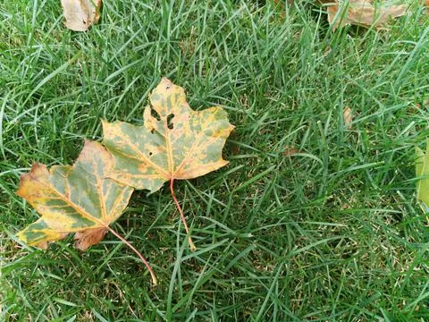 Fallen yellow maple leaves on a background of green grass. Autumn leaf fall. Stock Photos