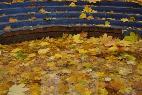 Fallen yellow maple leaves float in the water of the fountain turned off ag.. Foto stock