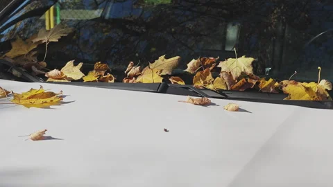 Fallen yellow maple leaves gathering on the white hood and windshield of a car 動画素材 347075880