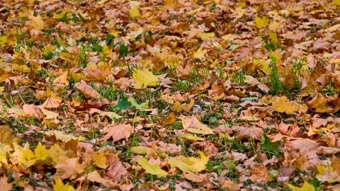Fallen yellow maple leaves on the ground in an autumn city park. Stock Footage 166544070