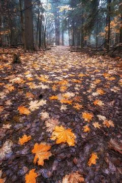 Fallen yellow maple leaves on a path in a foggy forest after rain Stock-Fotos