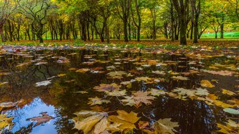 Fallen yellow maple leaves in a puddle in autumn city park Stock Photos