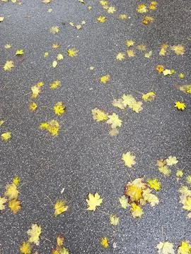 Fallen yellow maple leaves scattered on dark wet asphalt Stock Photos