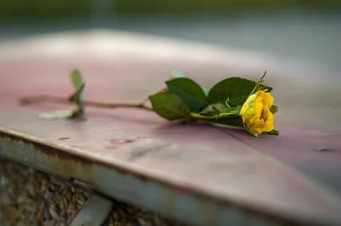 Fallen Yellow Rose Stock Photos
