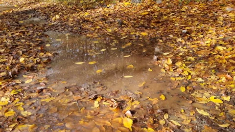 Fallen yellow tree leaves, floating in street puddle in autumn day. Stock Footage 294919640