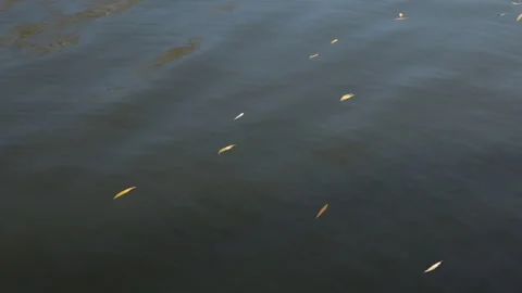 Fallen yellow willow leaves on the surface of the water Stock Footage 321443285