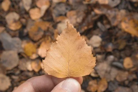 A fallen yellowed leaf in a hand Foto stock