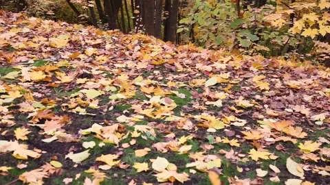 Fallen yellowed leaves in the withered grass in the Park. Autumn background Stock Footage 165066110