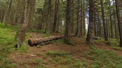 Fallen young tree in a large, empty forest after a recent storm. Ukraine. The Stock Footage 73536810